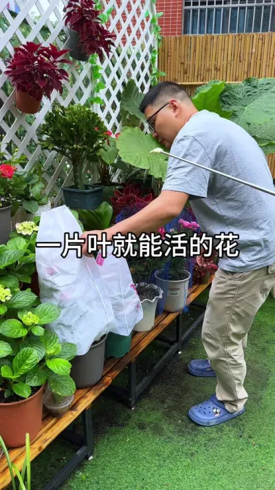 有钱也不用买这些花#绿植 #养花小知识