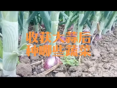 收获大蒜洋葱土豆后能种哪些蔬菜？
