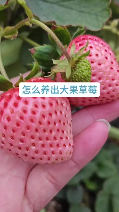 ��ô�ֳ������ݮ����ô������ݮ����ݮ����������#��ݮ�� #�ֲ�ݮ #��ݮ����Ҫ�� #��ݮʩ�� #��ݮݪֲ