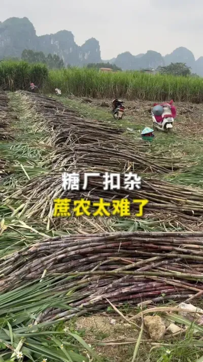 �ǳ����� ��ũ̫����#���� #�ǳ� #����ݪֲ #ũҵ #��ũ