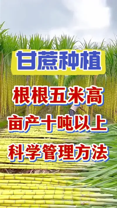 ����������׸�Ķ��ʮ�����ϵĿ�ѧ����Ҫ��#����ݪֲ#����ʩ�� #����ν�