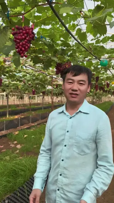 �������ѵ��嵱ݪֲ������