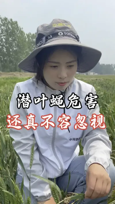 潜叶蝇多的。还真要打#分享农业知识帮农民增产增收 #老百姓关心的话题