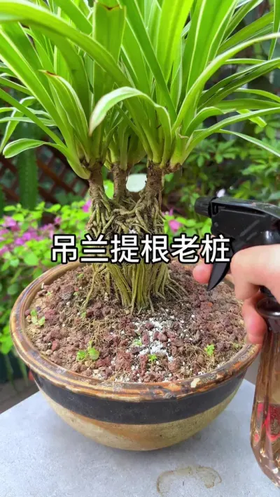 �ѵ������������׮#������ֲ