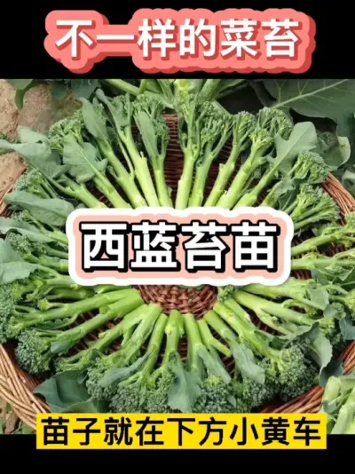 ����̦��ݪֲ���Ӻù���ϲ������٭��Ҳݪֲ���Ű������Ӿ����·�С�Ƴ�#ũҵݪֲ #��ũ #��ͥݪֲ #������ũ #�ֲ�С����