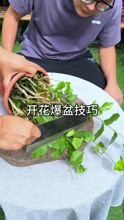 开花爆盆小技巧#花卉绿植 #养花 #种植小技巧