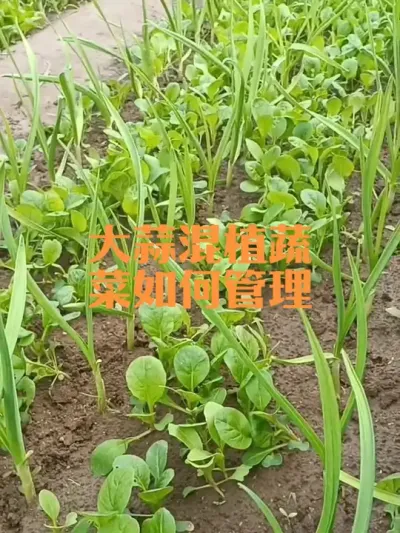 �����ֲ�߲�����������2024�꣩