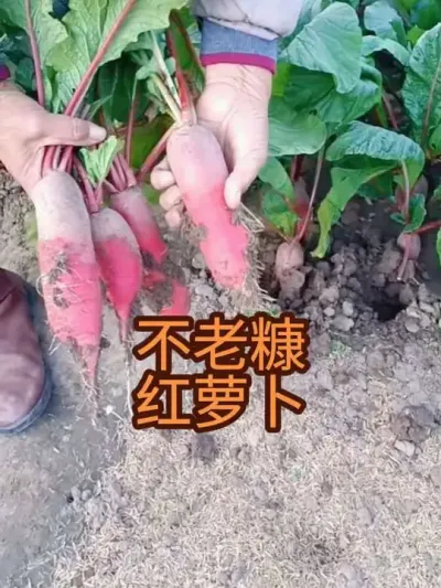 �＾����ݪֲ���Ͽ����ܲ�