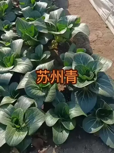 ���������ࣨС�Ͳˣ�