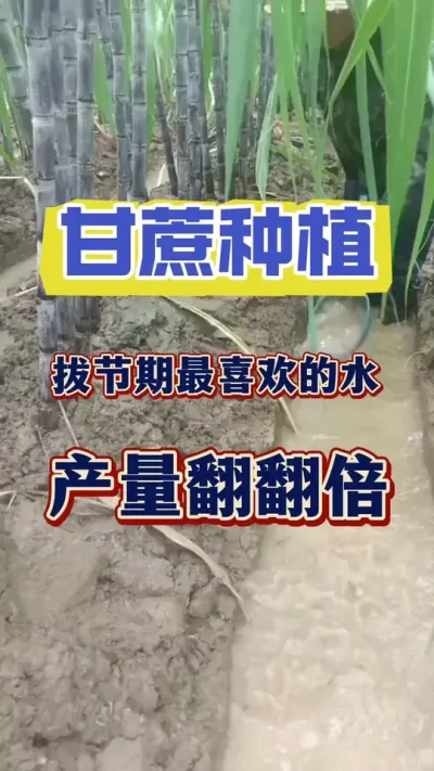 ����ν�������Ҫ���������һ��Ҫ��������ϲ����ˮ#����ݪֲ#����ν� #��������