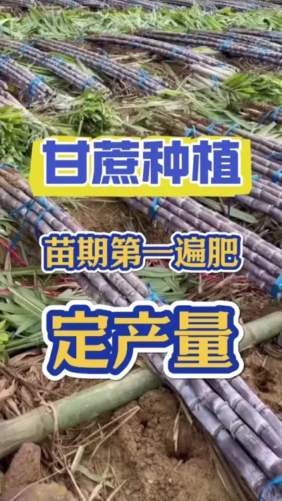 甘蔗出苗后的第一遍肥很重要，一定要选好#甘蔗种植 #甘蔗施肥方法 #甘蔗