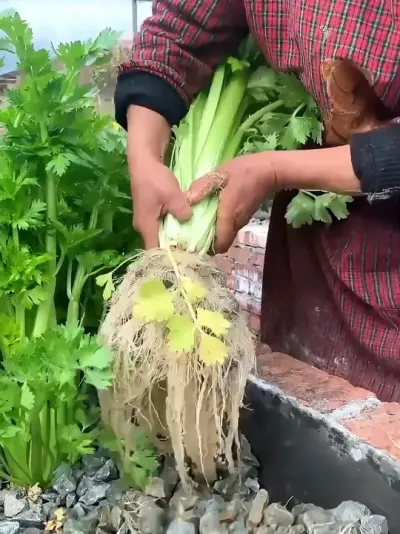 ��Щ��Чݪֲ������֪������ #ݪֲ����  #��ũݪֲ  #��Чݪֲ  #ݪֲ��Ȥ  #�ҵ���������