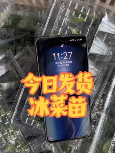 ������ ����һ��ƽ����ϲ������٭ץ��ݪֲ������#������ #�������� #�������� #����ݪֲ #����