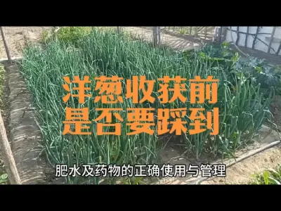 洋葱成熟收货前是否需要踩到？#洋葱