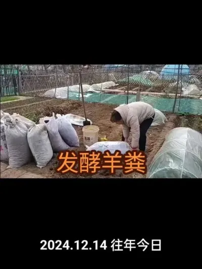 ������������ũ�ҷʣ�2024�꣩