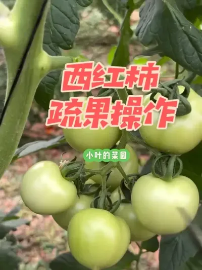 ��������� ����ʽ�����������������#��ũ #ԭ����Ƶ #������ũ�� #����ũ��Ʒ #лл�����ٷ�����������