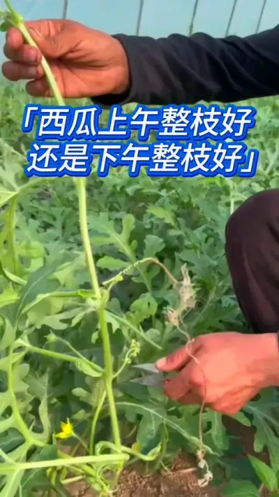 西瓜上午整枝打岔好，还是下午整产量更高呢？ #西瓜种植 #西瓜种植技术 #西瓜管理 #西瓜高产 #种西瓜