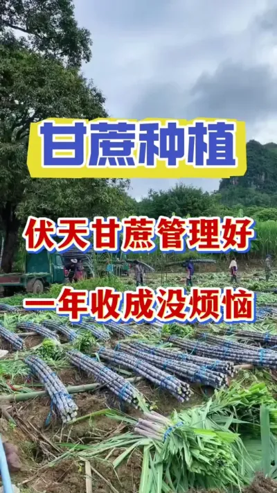 ���ἴ������ν���Ҫ������ʮ����һ��Ҫ��������������90%�����綼������#����ν�#��������#����#����ݪֲ