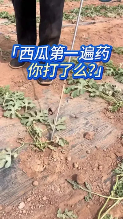 种西瓜没有青枯立枯白粉炭疽枯萎 #西瓜种植 #西瓜种植技术 #种西瓜 #西瓜种植管理 #西瓜