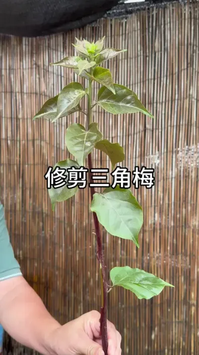 ����÷�޼�