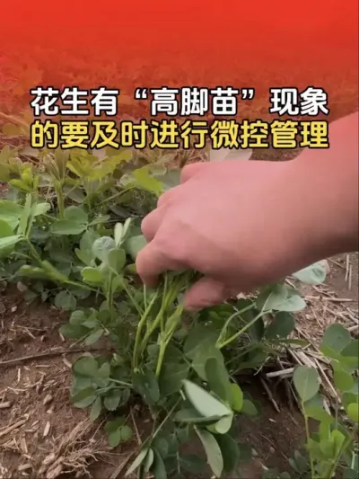 ������&ldquo;�߽���&rdquo;������ϸ�ֳ�����һ��Ҫʵʱ����΢�ع���������Ӱ����ڲ�����#�����߲� #�����߲�ݪֲ #����ݪֲ #����ݪֲ�������� #����ũҵ֪ʶ��ũ����������