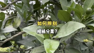 如何辨别柑橘是否在分果？ #柑橘 #生理落果 #农业 #三农 #保花保果 