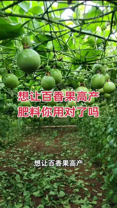 想让百香果高产，肥料你用对了吗？#百香果种植 #百香果种植技术 #百香果 #钦蜜9号百香果 #浩伟方