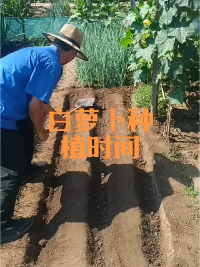 ���ܲ�ݪֲʱ�估��¢Ҫ��#���ܲ�