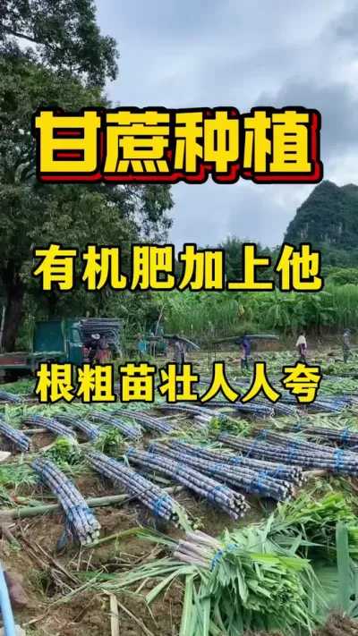 �ָ������׷��л��ʼ�һ����������������׳����ϵ������������#����ݪֲ#����ʩ��#����