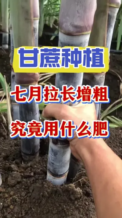 ����������·���������ʲô�ʲŻ����ٰνڳ��⾥�˴ִ������������ѡ����Ӱ��һ��Ĳ���#����ݪֲ#����ν� #������������