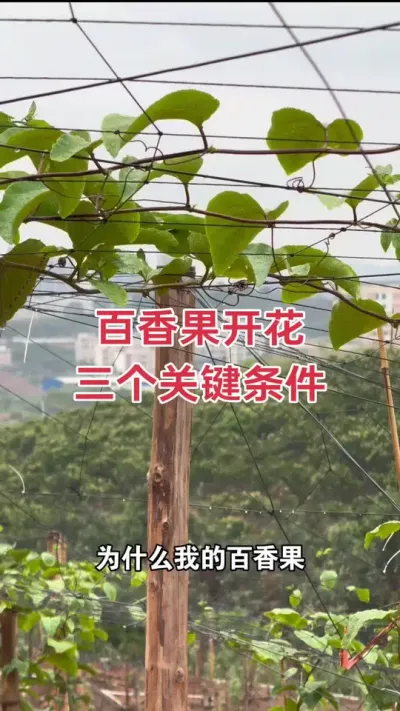百香果开花三个关键条件#百香果 #百香果种植 #百香果种植技术 #黄金百香果 #浩伟方
