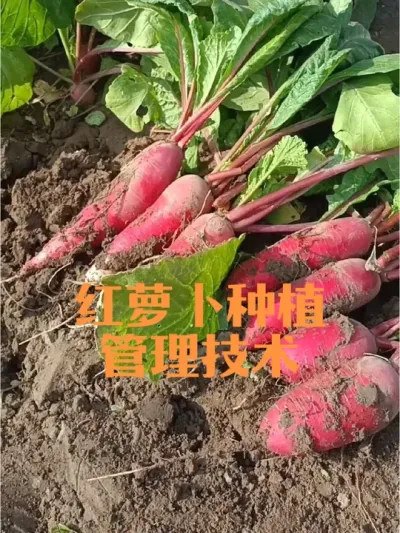奇山老不糠红萝卜播种时间及种植管理方法#红萝卜