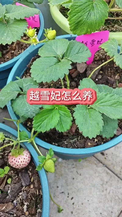 ������ô������ݮ����ݮ������Ҫ����Խѩ����ݮ������ #���Բ�ݮ #��ݮݪֲ #��ݮ����Ҫ�� #��ݮʩ�� #Խѩ����ݮ��