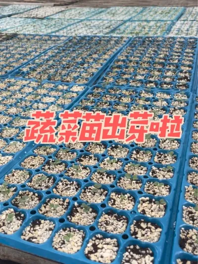 ���糤����#ũҵݪֲ #ũҵݪֲ #�߲˵İ��˹�