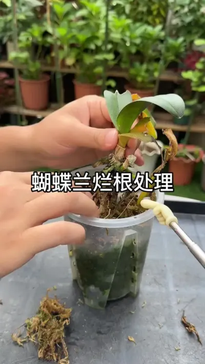 �������ø����óͷ� #������ֲ #ݪֲС���� #����