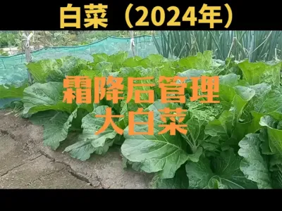 ˪��������������ȷ��