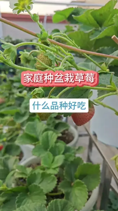 ʲôƷ�ֵĲ�ݮ�ó���������ʲô��ݮ������ͥ������ʲô��ݮ #��ݮݪֲ #���Բ�ݮ #�ֲ�ݮ #��ݮ�� #��ݮ