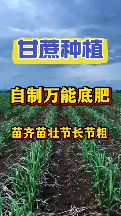 ���Ƹ������ܵĵ׷��䷽��������������׳������#����ݪֲ#����ʩ��#����