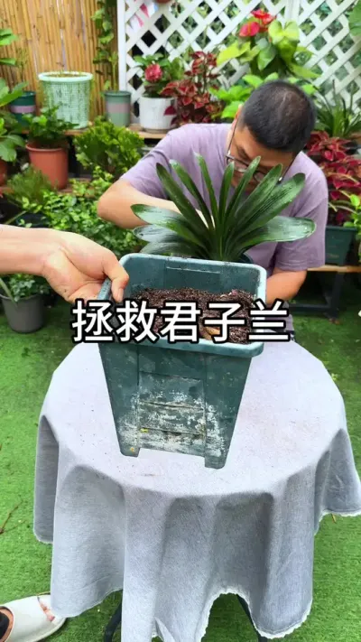 ���Ⱦ�������Ҫ�� #������ֲ #ݪֲС���� #����