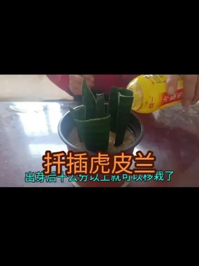 ����Ǥ�廢Ƥ����2024�꣩