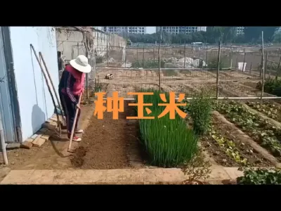 露天种植玉米正当时#糯玉米