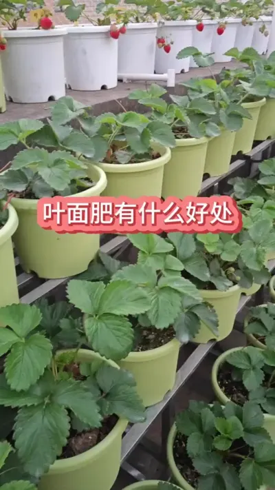 ��ݮҪ��Ҷ�������Ҷ�����ʲô�����������һ��Ҷ��� #��ݮݪֲ #�ֲ�ݮ #��ݮ���� #��ݮʩ�� #���Բ�ݮ