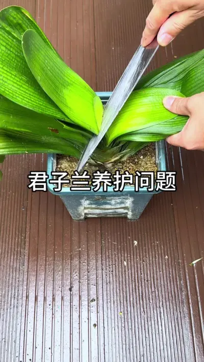 �Ѿ��������õ�Ҫ��#������ֲ