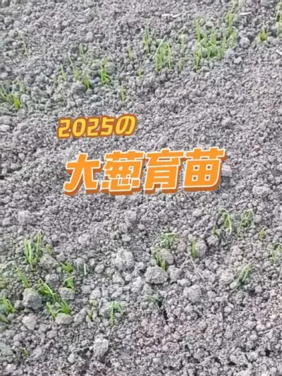 ����2025����Խ������������