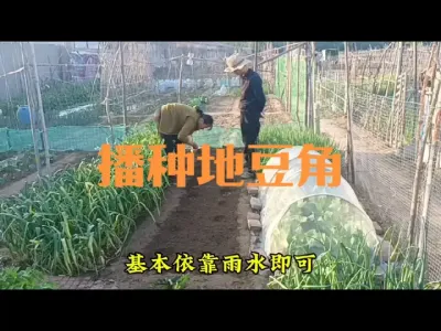 如何播种地豆角#地豆角
