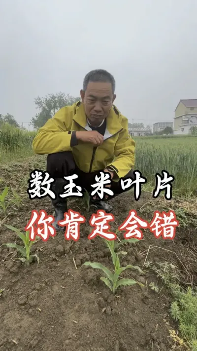 玉米叶片，你会数错嘛#分享农业知识帮农民增产增收 #老百姓关心的话题