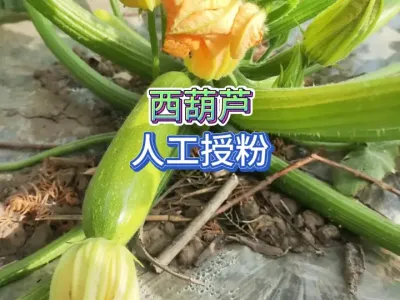 家庭种植西葫芦总是坐不住果是什么原因，采用人工授粉提高坐果率 #三农 #蔬菜种植 #种植小技巧 #人工授粉 #西葫芦种植 