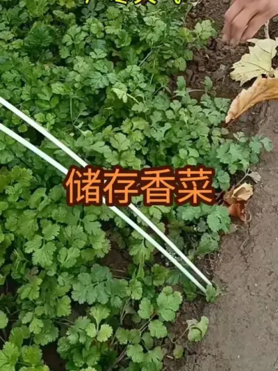 ����������汣��#���