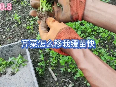 �۲����Ժ�Ϊʲô����������ʵ�����Ե���������ô��������� #��ũ #��ͥݪֲ #�ֲ� #ݪֲС���� #ũҵݪֲ 