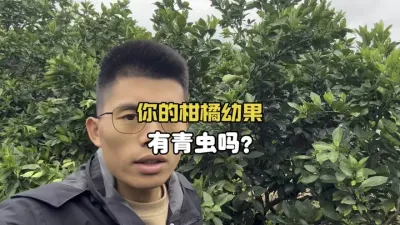你的柑橘幼果有看见青虫危害吗？ #柑橘种植 #农业 #三农 #烟青虫 #果树管理 
